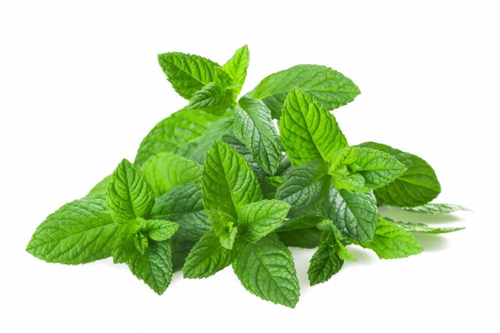 Menthe Non seulement les épices mais aussi les plantes médicinales / Nouvelles sur la santé