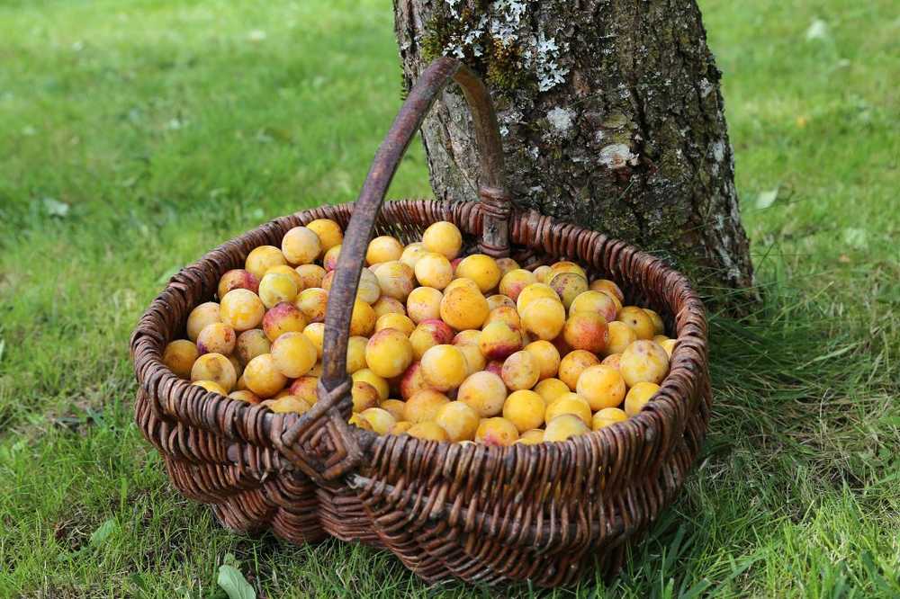 Met broodkruimels of noten. Dus mirabelle plaques zijn niet meer papperig tijdens het bakken / Gezondheid nieuws