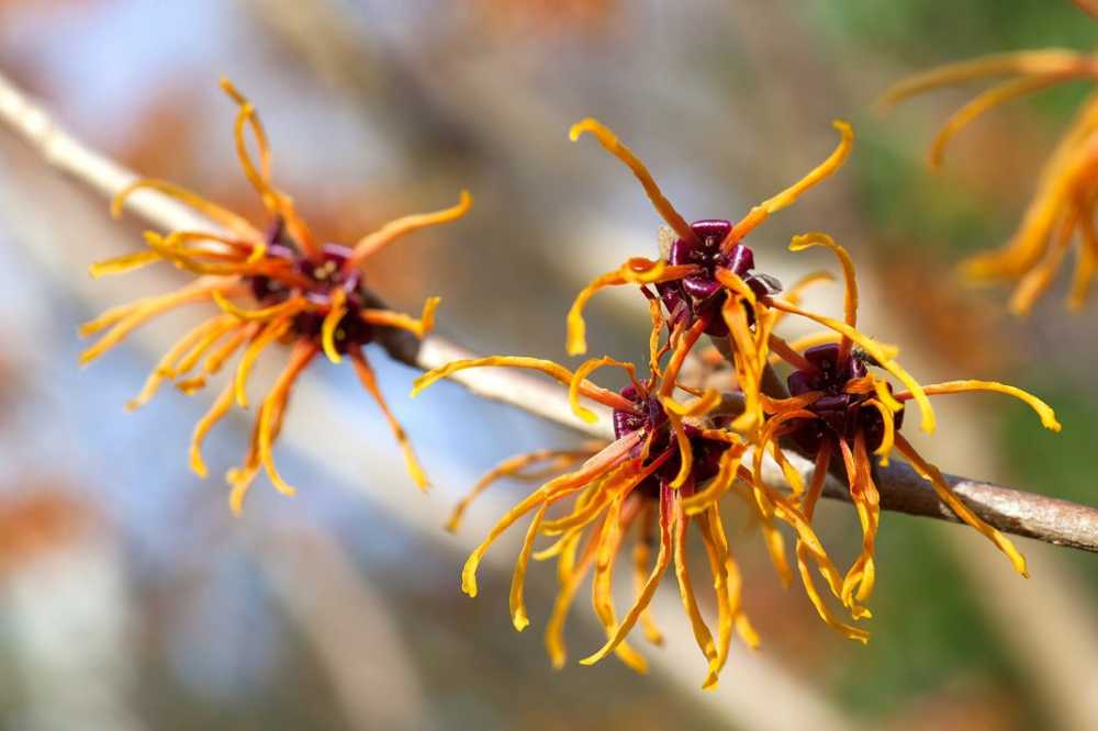 Natural Skin Ointment - Hamamelis Witch Hazets Delicate but hard nut / Health News