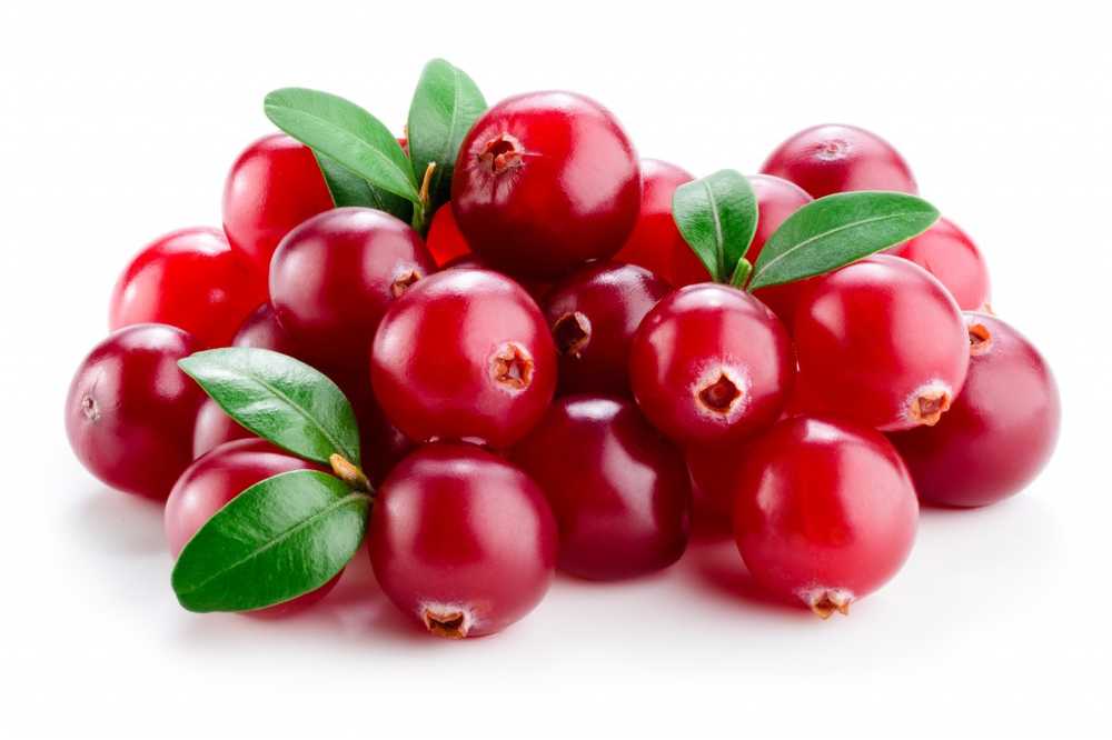 Naturheikunde Cranberry protège la vessie / Nouvelles sur la santé