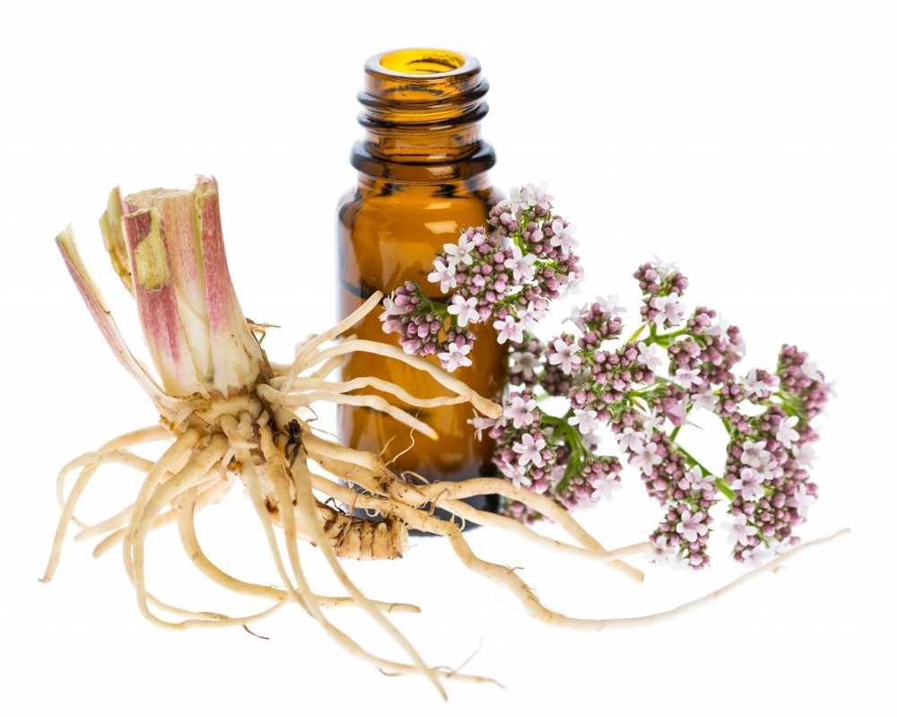 Naturopathy Valerian ajută cu probleme de somn / Știri despre sănătate