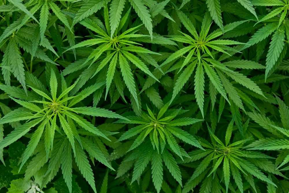 Naturopati Cannabis helbreder knuste bein / Helse Nyheter