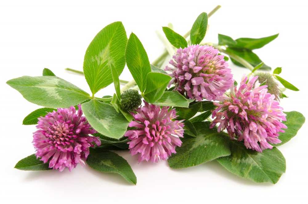 Naturopathy The positive effects of the medicinal plant red clover / Health News