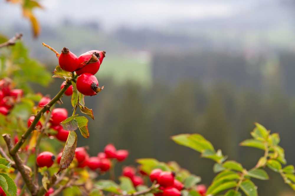 Naturopathy can protect With rosehip strengthen the immune system / Health News