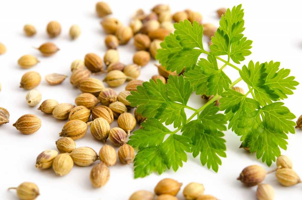 Naturopati Coriander har en antibiotisk og antispasmodisk effekt / Helse Nyheter