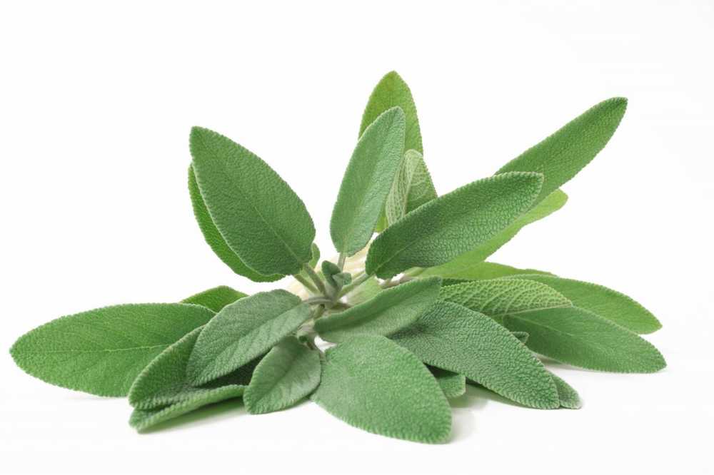 Naturopatia salvia nella cucina sana / Notizie di salute