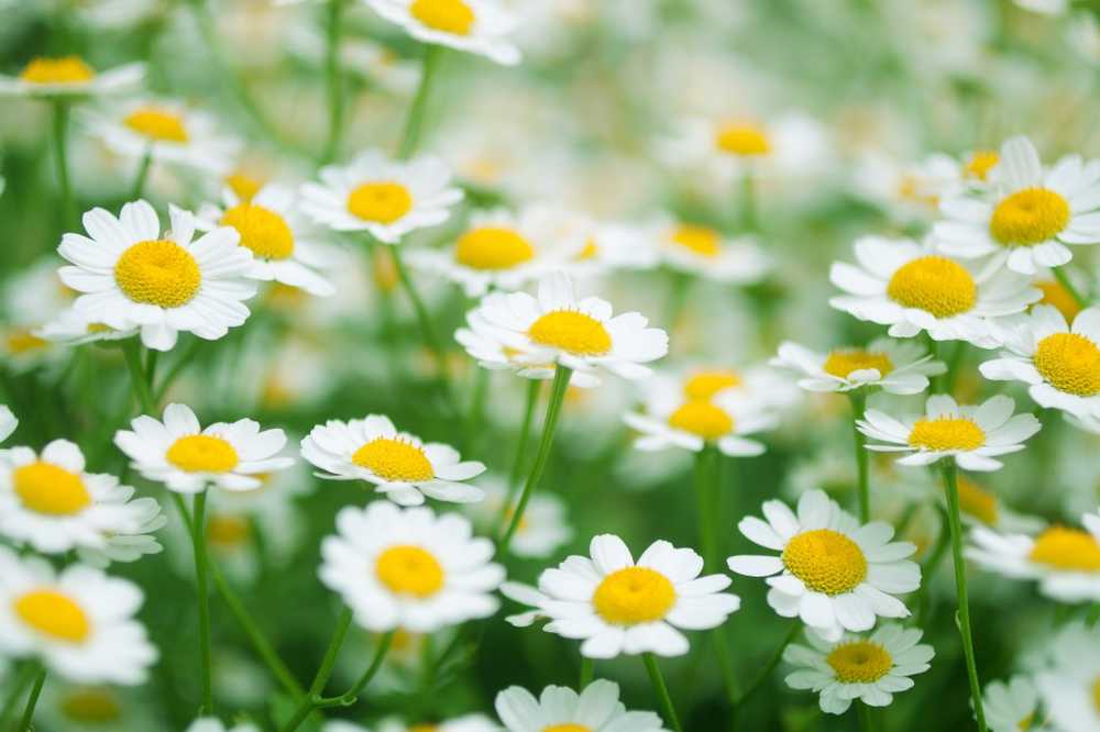 Naturtherapien feverfew prevents migraine outbreak / Health News