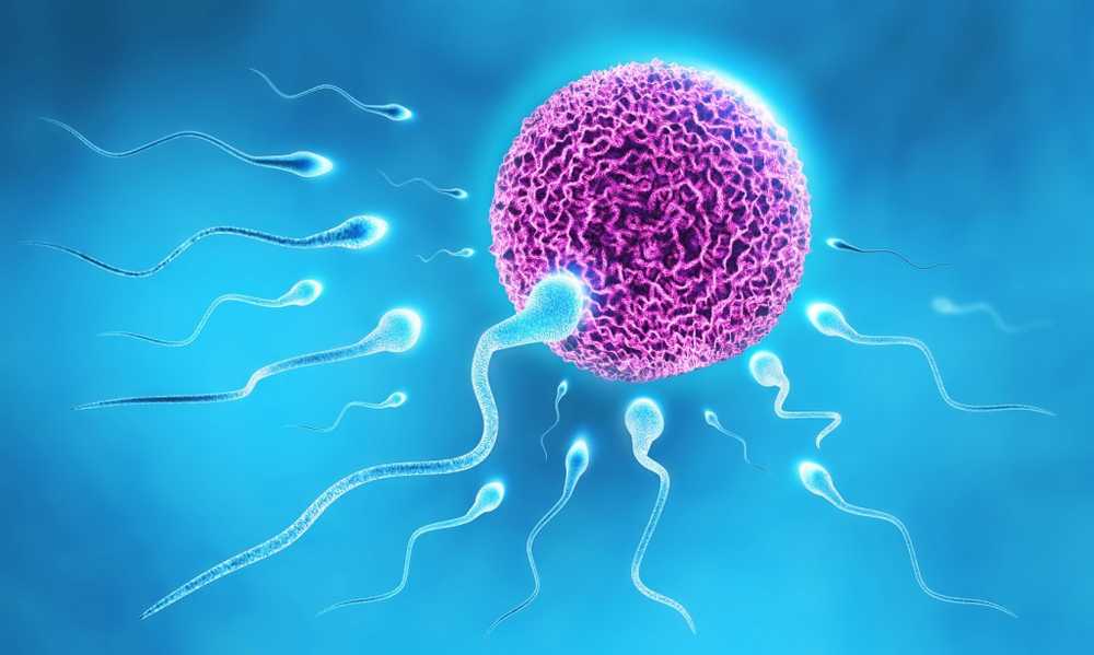 Negative influences High-fat diet of the father worsens the sperm / Health News