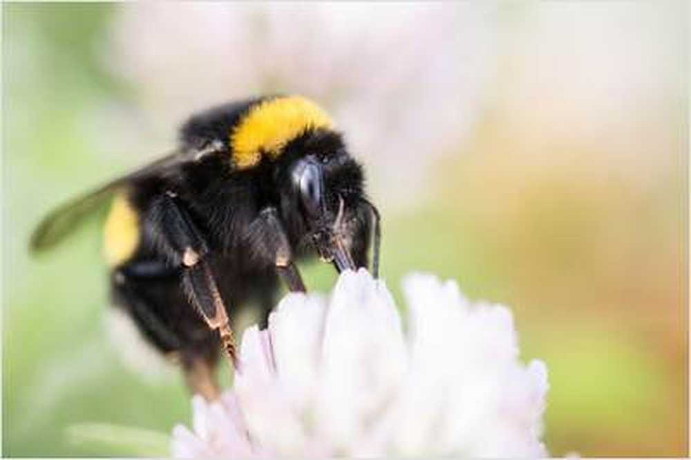 Nicotina oferă bumblebees cu protecție împotriva paraziților / Știri despre sănătate