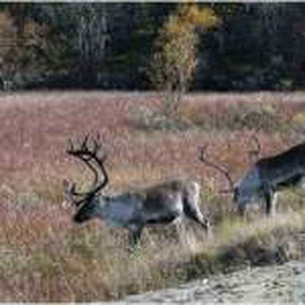 Norwegian reindeer contaminated by Chernobyl / Health News