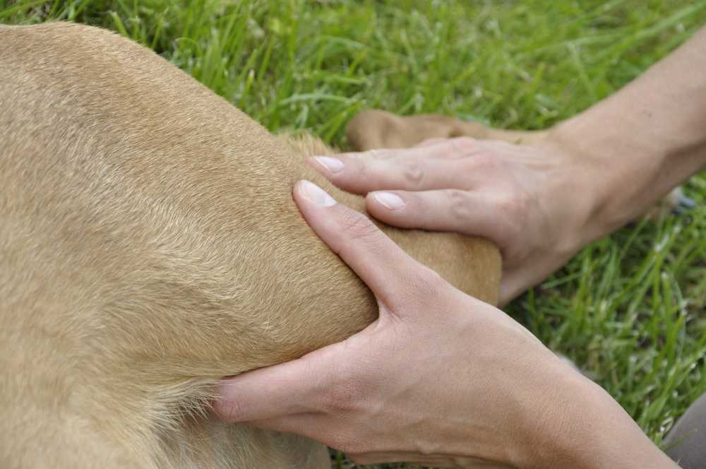 Petición en línea para poner fin a la legislación de la UE sobre medicamentos veterinarios / Noticias de salud