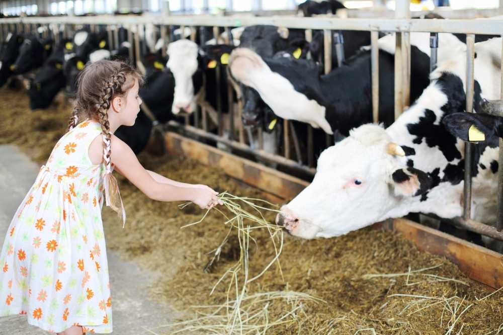 Organisms in the stable dust reduce the genetic risk of asthma / Health News