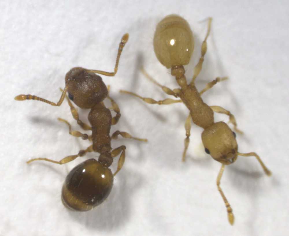 Parasitic tapeworms manipulate the behavior of many ant colonies / Health News