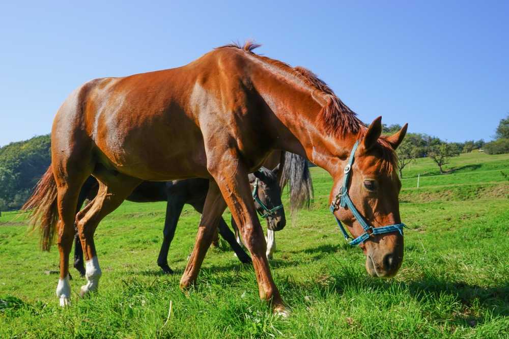 La búsqueda de caballos propaga el miedo en Baviera / Noticias de salud