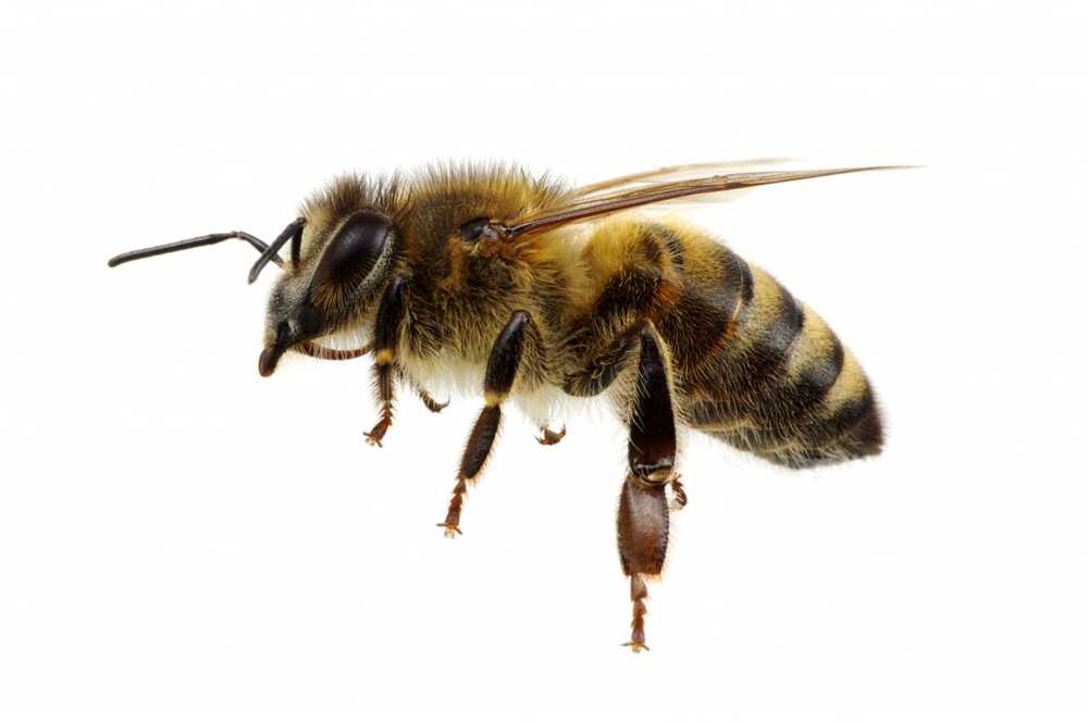 Las plantas atraen a las abejas con mucha cafeína en el néctar. / Noticias de salud