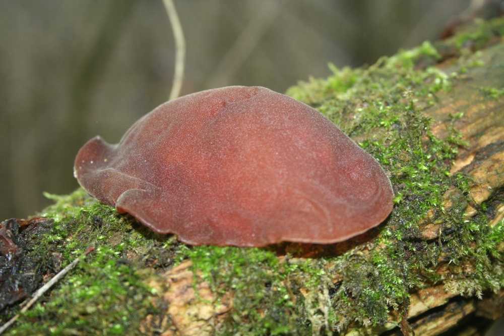 Funghi dell'anno L'orecchio di Giuda è il fungo ideale per iniziare / Notizie di salute