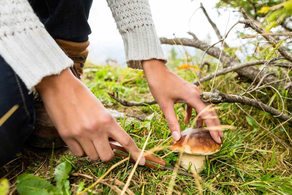 Mushroom sesong startet Rundt 100 arter kan skade helsen din / Helse Nyheter