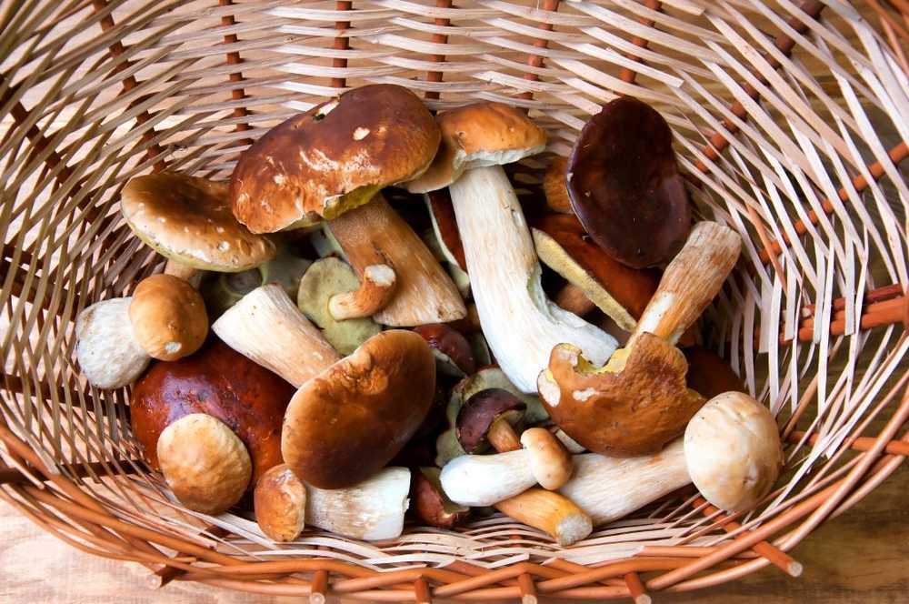 Mushroom season starts warning of dangerous mushroom poisoning / Health News