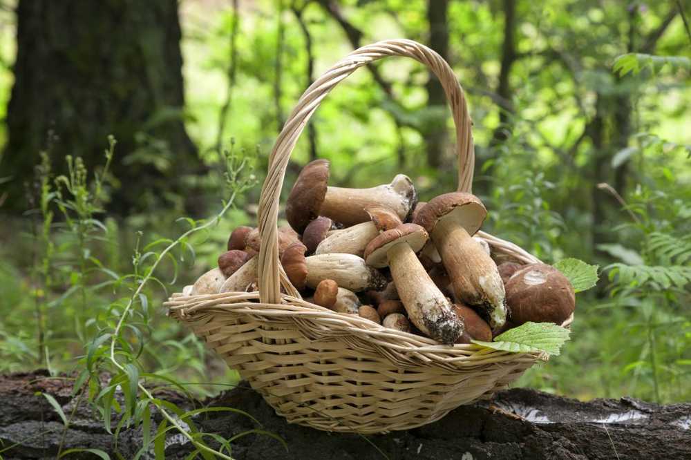 Champignonseizoen Gevaar voor vergiftiging door zelf-verzamelde paddenstoelen / Gezondheid nieuws