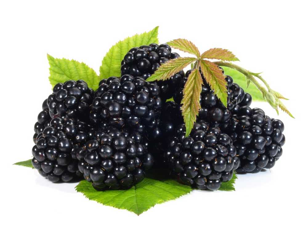 Provitamin A blackberries more than healthy / Health News