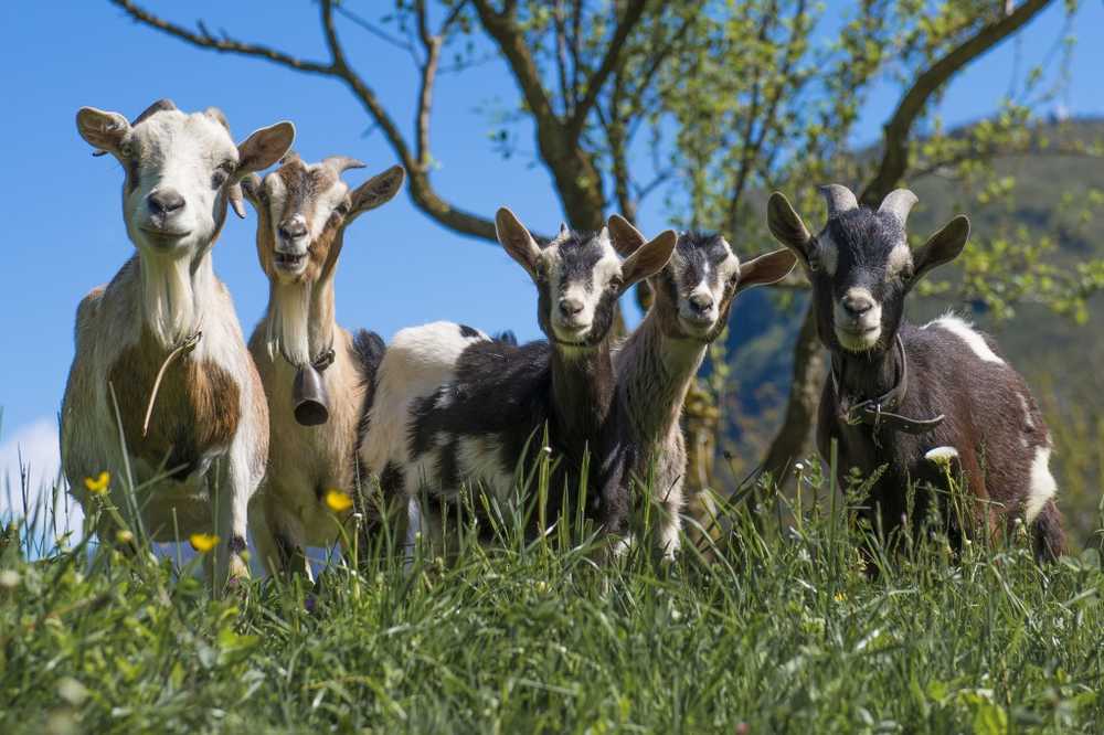 Q feber Flere saker bekreftet i Düsseldorf / Helse Nyheter