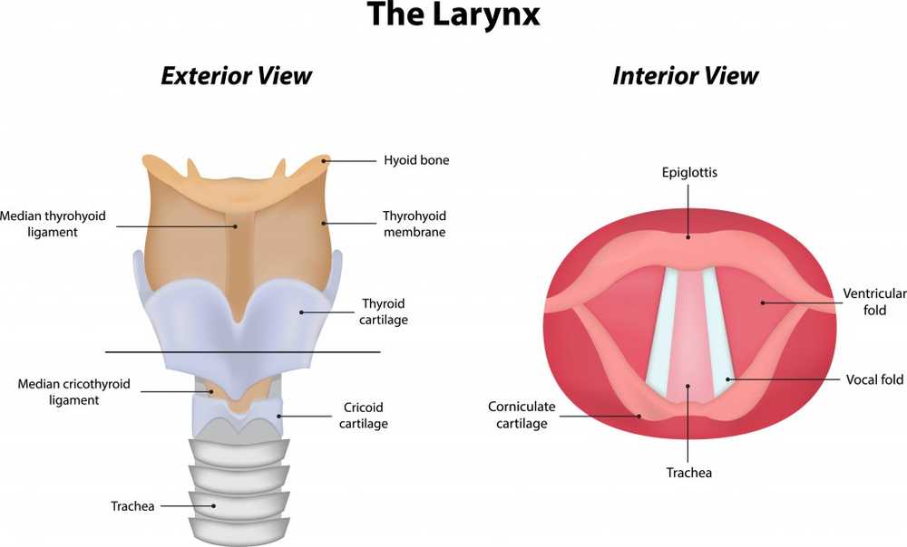 Throat pain Pain in the throat / symptoms