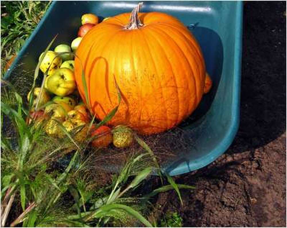 Les citrouilles de rats doivent être avancées à partir d'avril / Nouvelles sur la santé