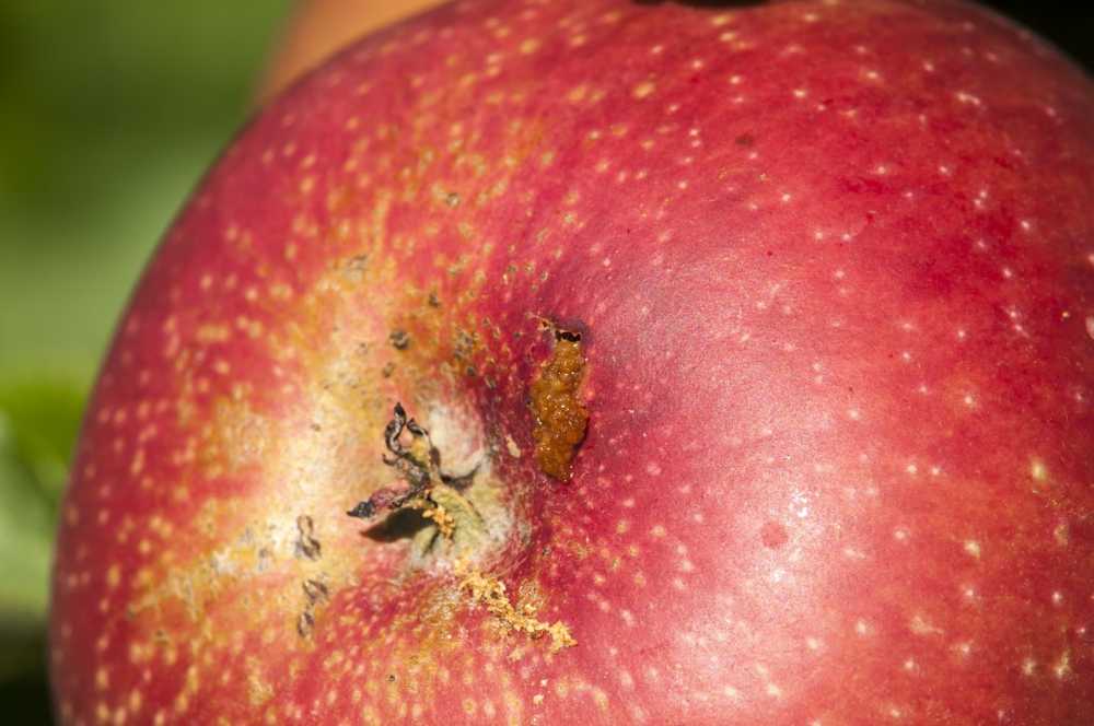 Conseil Eliminer correctement les fruits contaminés au vinaigre de cerise / Nouvelles sur la santé