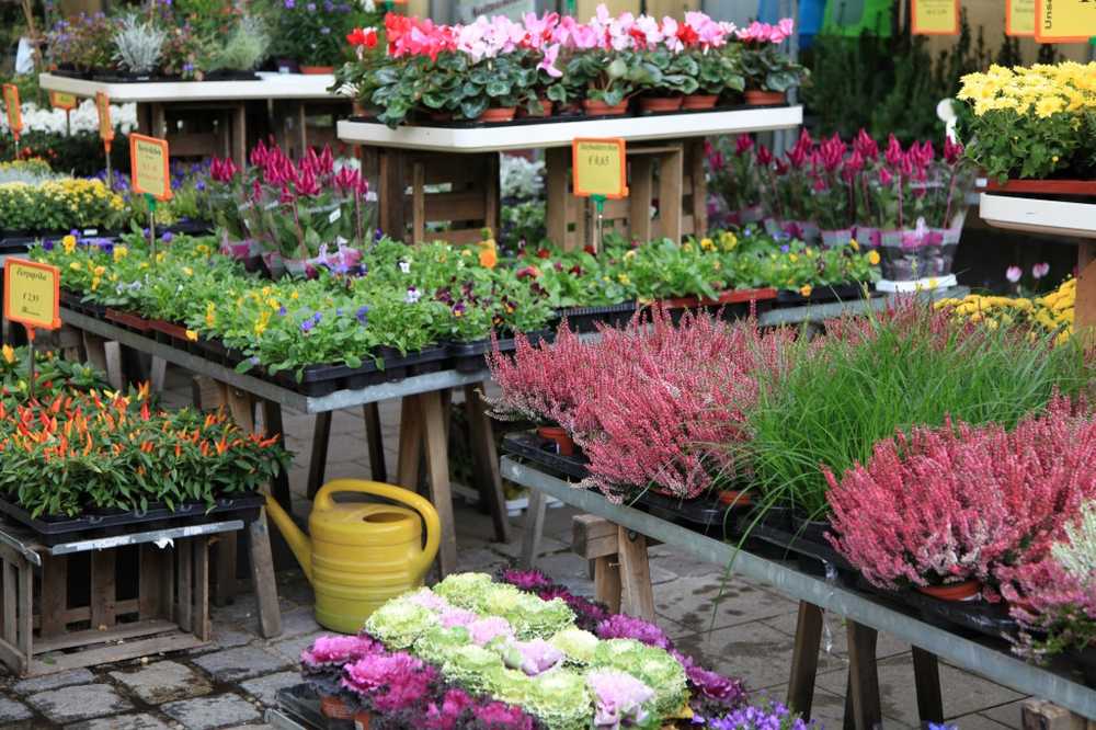 Gardez les yeux ouverts pour le bon achat de plante / Nouvelles sur la santé