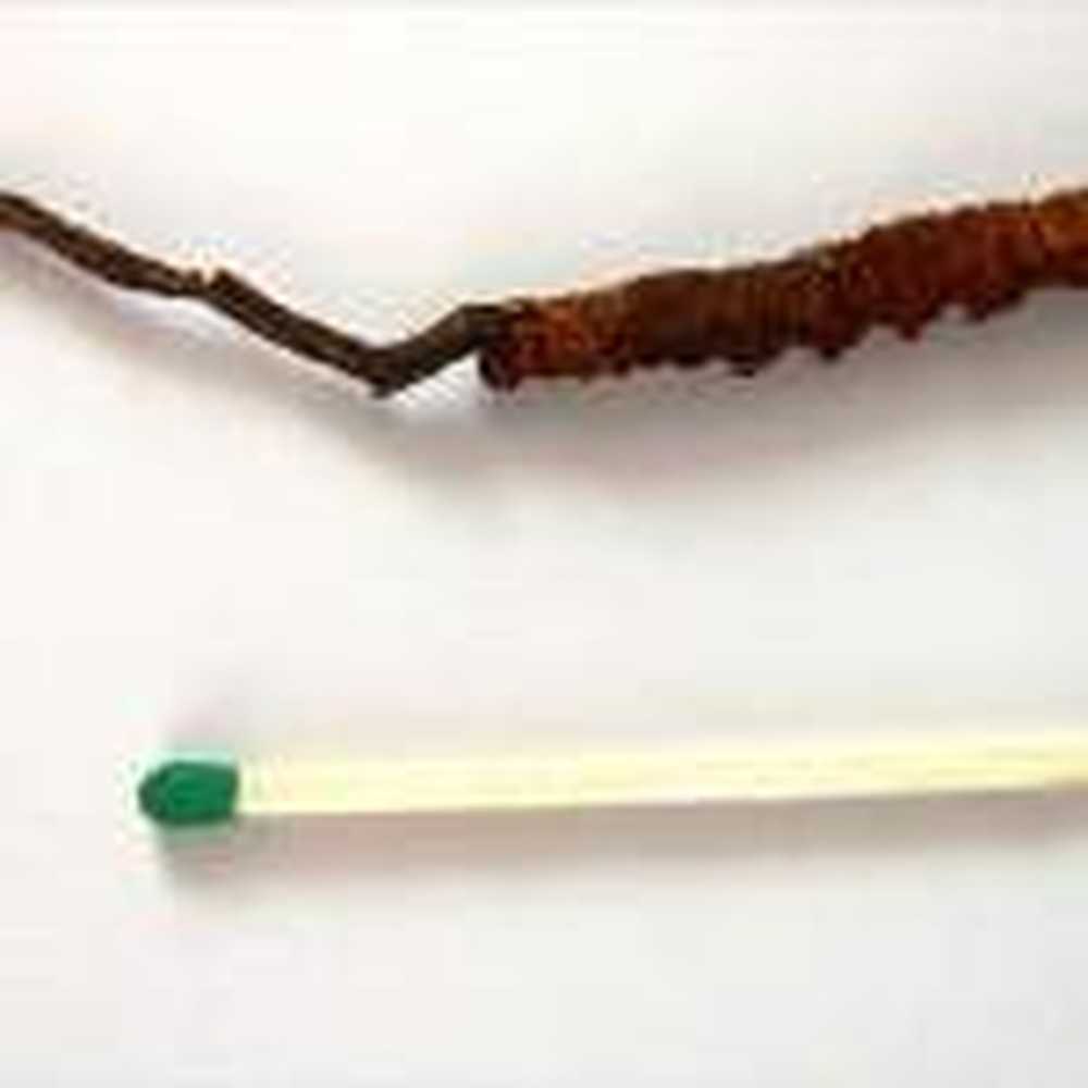 Caterpillar fungus from China Viagra from the Himalayas / Health News