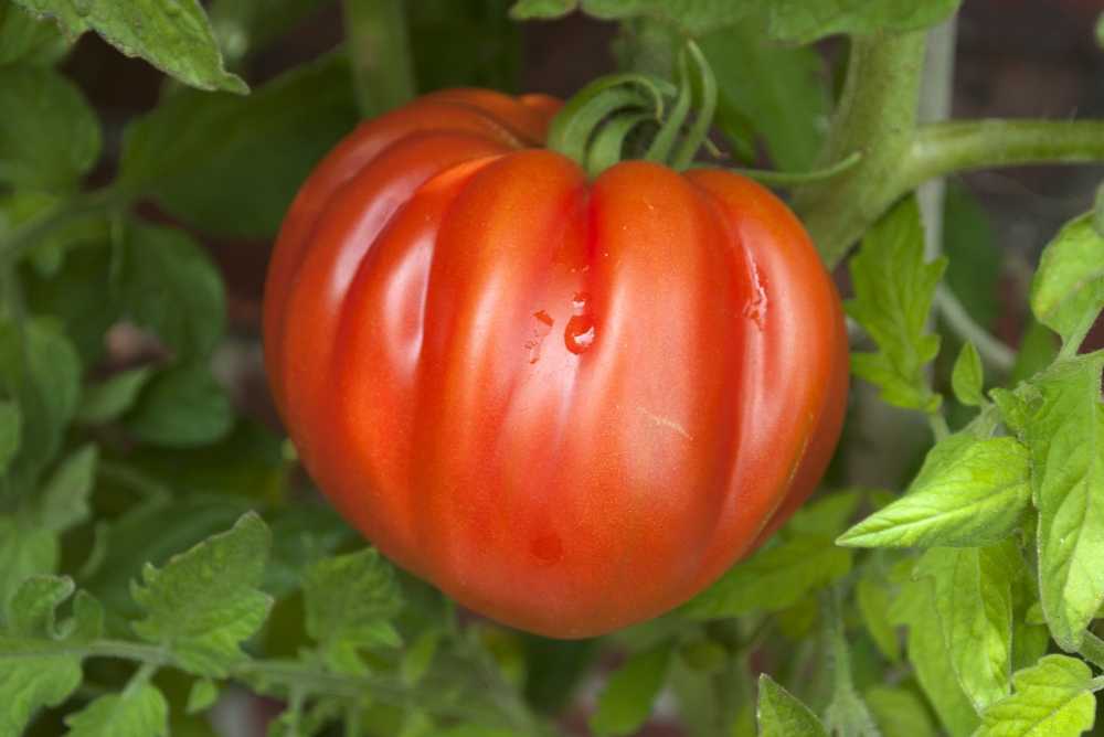 Rain causes fungus on tomatoes. Fruits and leaves have to go / Health News