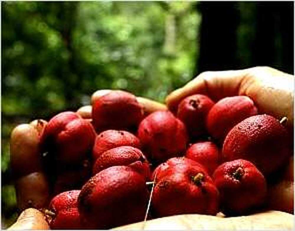 I frutti della foresta pluviale possono uccidere il cancro in pochi minuti / Notizie di salute