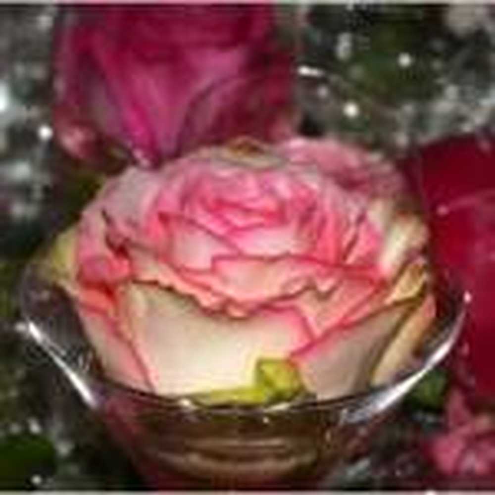 Rose petals er en ressurs for matlaging / Helse Nyheter