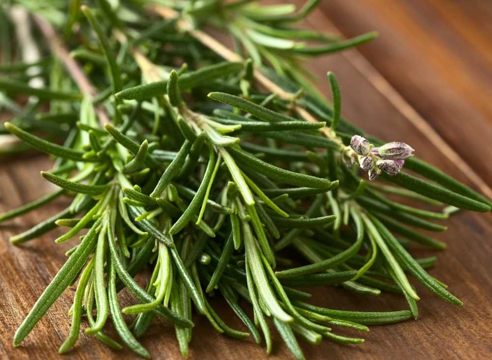 Rosemary in the healthy kitchen. The healing powers of the Mediterranean / Health News