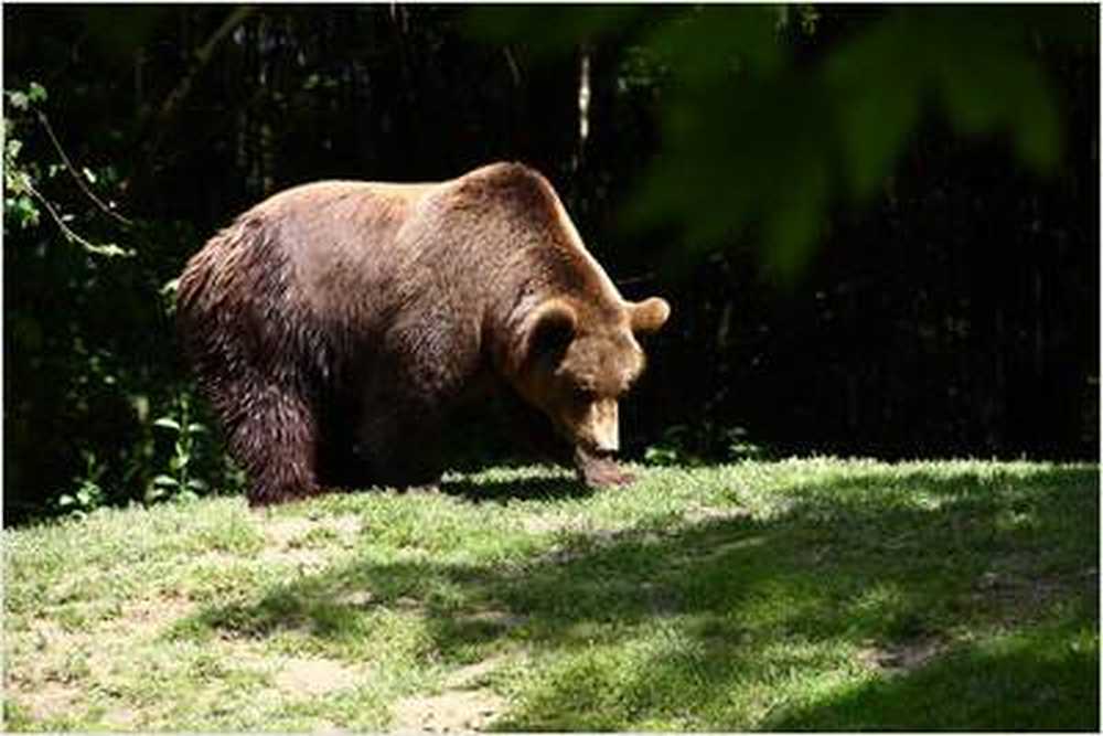 Rostock Zoo öppet efter fågelinfluensa fallet / Hälsa nyheter