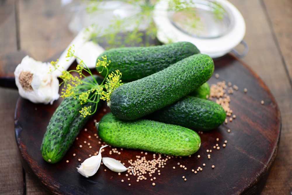 Sour cucumbers Small gherkins have more aroma / Health News