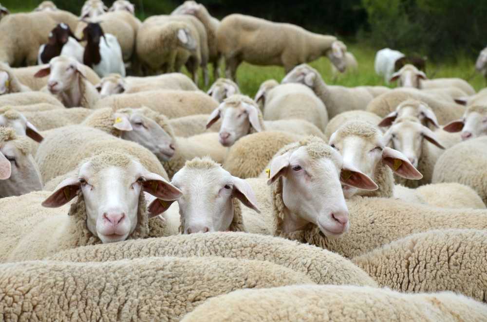 Gregge di pecore Causa di infezioni da febbre Q in Horb / Notizie di salute