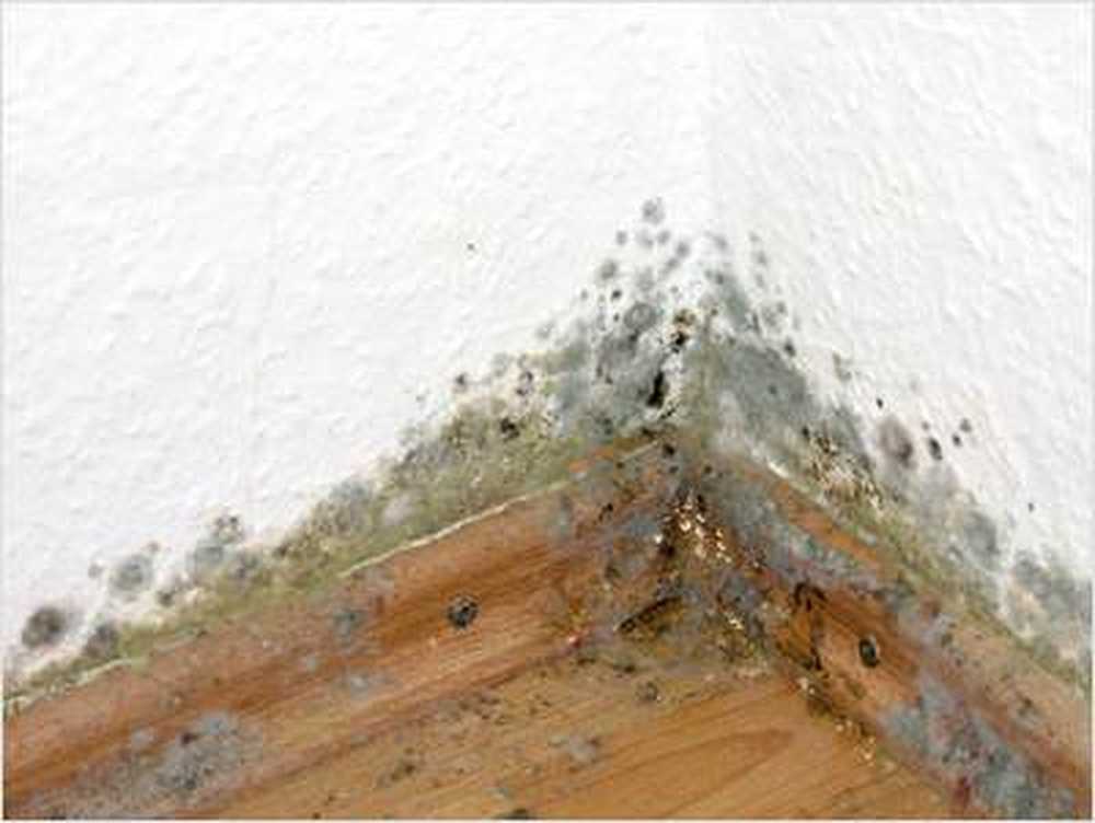 Kill mold spores with alcohol / Health News