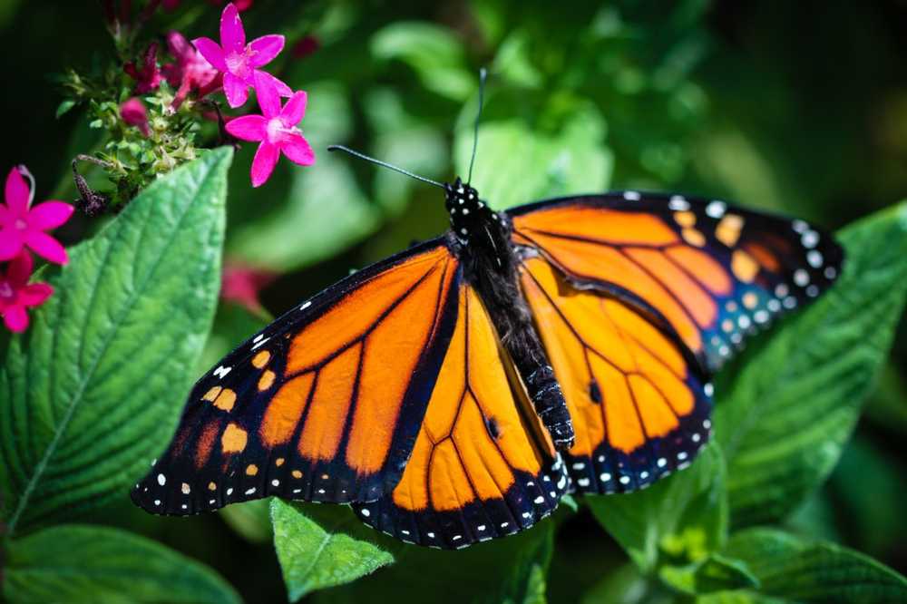 Las mariposas protegen a sus crías con naturopatía / Noticias de salud