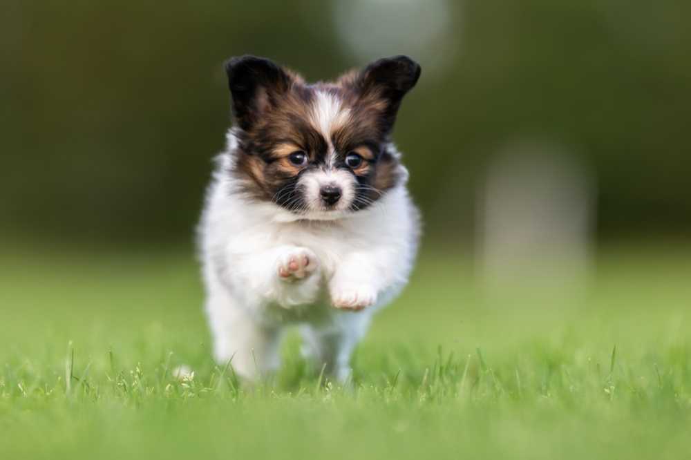 Knuffelig ideaal Lieve honden zijn vaak ronduit slecht gefokt / Gezondheid nieuws