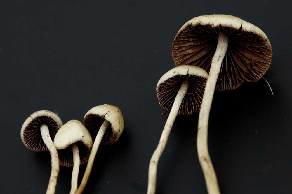 Treat the most severe depression with mushroom substance / Health News