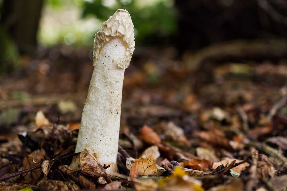 Strange stinkhorn Female orgasm triggered by mushroom scent / Health News