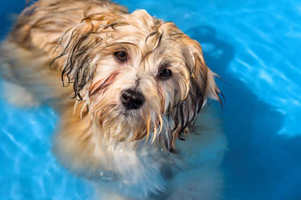 Las mascotas de verano necesitan protección contra el calor. / Noticias de salud