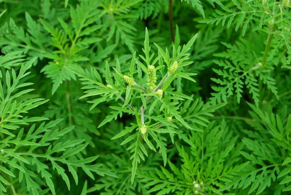 Strong spread of the allergenic ragweed plant