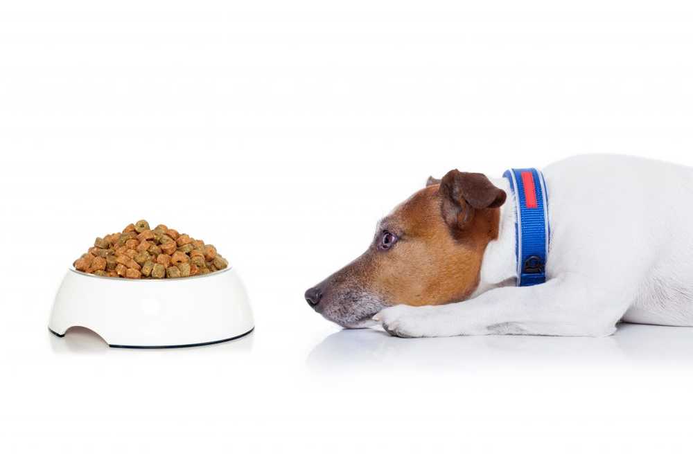 Stiftung Warentest High-priced dog food is not doing well