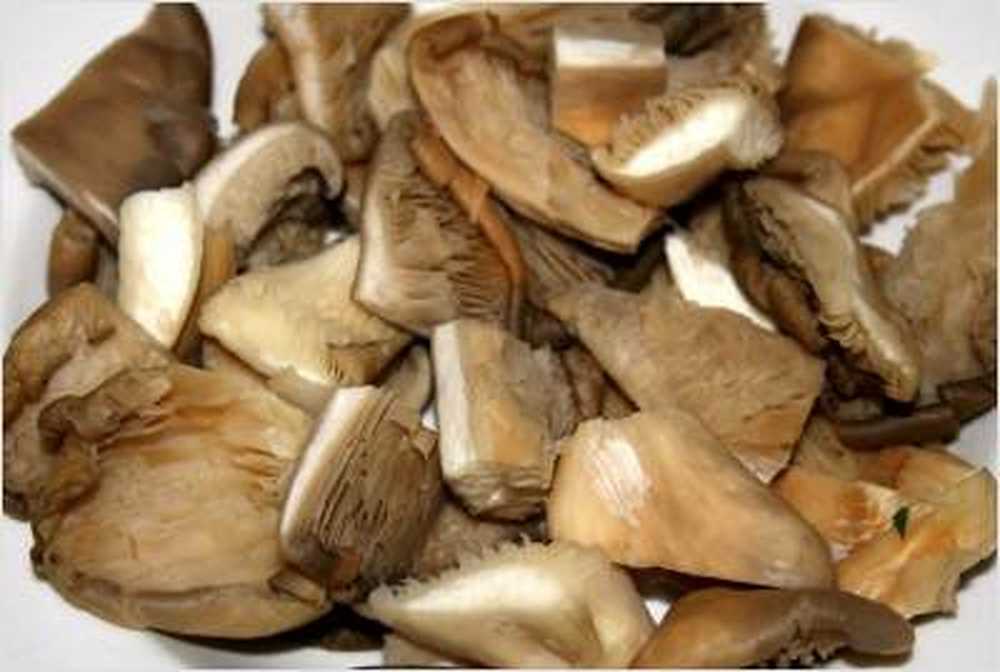 Study oyster mushrooms lower elevated blood lipid levels