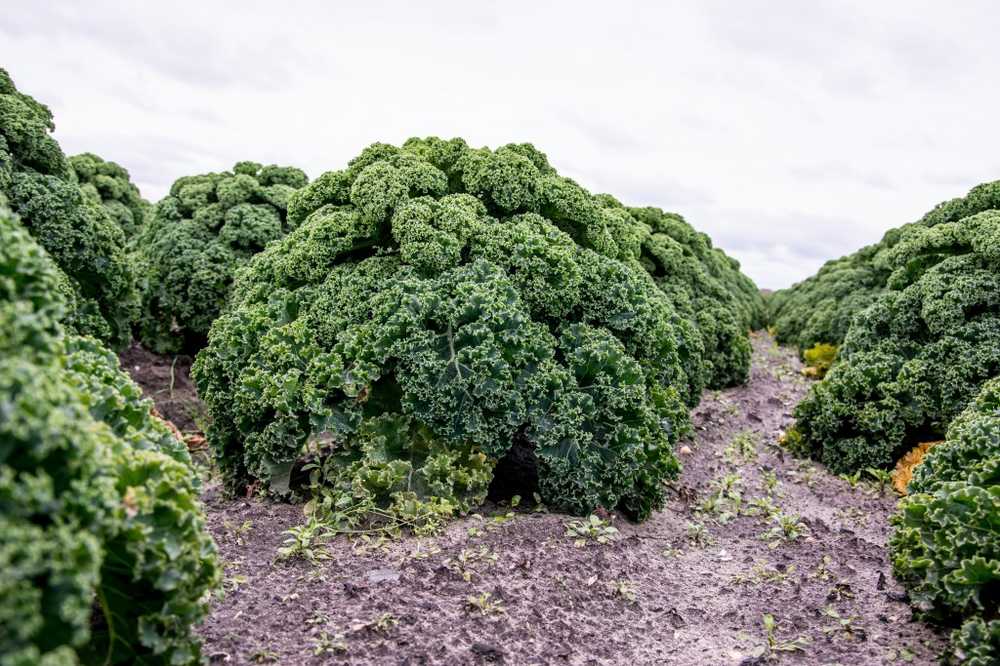 Super nutrido? Alternativas locales a los superalimentos. / Noticias de salud