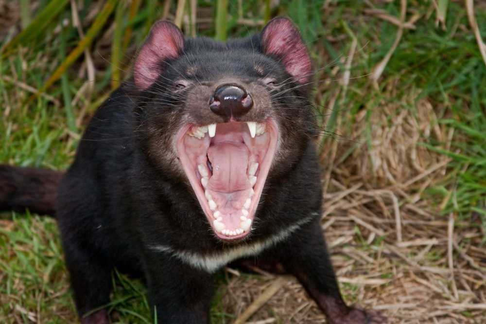 Demonii tasmanieni dezvoltă rezistență eficientă la cancer contagios / Știri despre sănătate