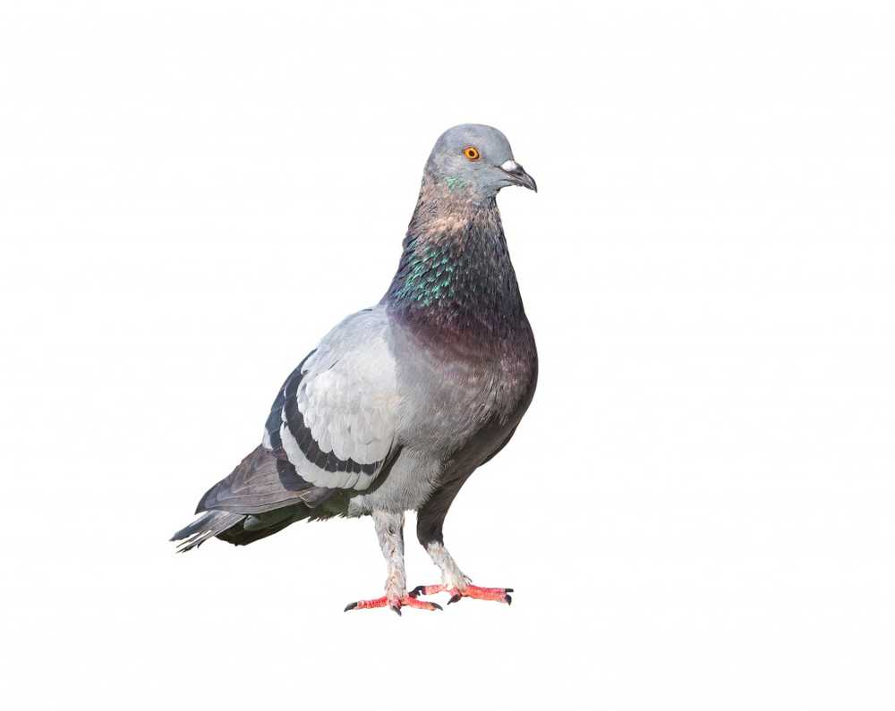 Les pigeons peuvent diagnostiquer le tissu cancéreux du sein malin / Nouvelles sur la santé