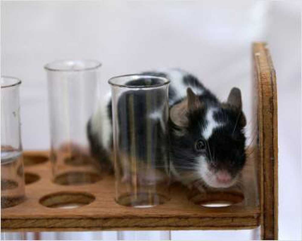 Animal experiments will be superfluous in the future? / Health News